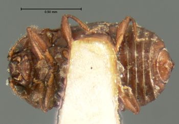 Media type: image;   Entomology 6622 Aspect: habitus ventral view